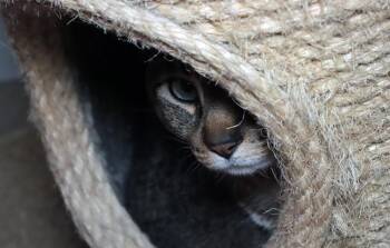 Domestic Short Hair Cats Available for Adoption in Vancouver, Washington - Cuddles | PetCurious