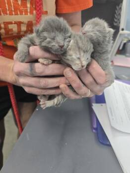 Levi -  Domestic Short Hair Cat for Adoption in Evansville, Indiana - Levi | PetCurious
