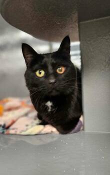 Rescue Domestic Short Hair Cats for Adoption in Sioux Falls, South Dakota - *Finnegan | PetCurious
