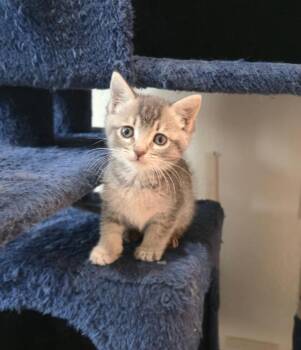 Domestic Short Hair and Tabby Cats Available for Adoption in San Jose, California - Baby Hansel Bonded W/Baby Jill | PetCurious