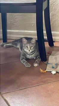 Elinor -  Domestic Short Hair Cat for Adoption in Tucson, Arizona - Elinor | PetCurious