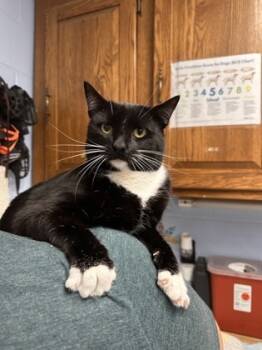 Rescue Domestic Short Hair Cats for Adoption in Lowell, Massachusetts - Matcha | PetCurious