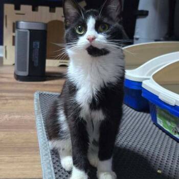 Jiji -  Domestic Short Hair Cat for Adoption in Greensburg, Pennsylvania - Jiji | PetCurious