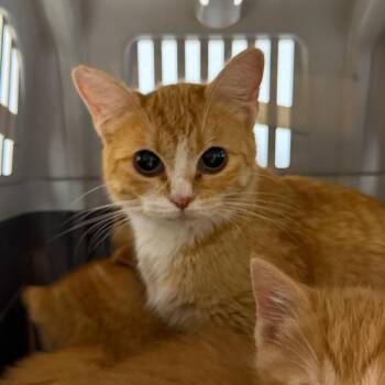 Shimmer -  Domestic Short Hair Cat for Adoption in Dekalb, Illinois - Shimmer | PetCurious