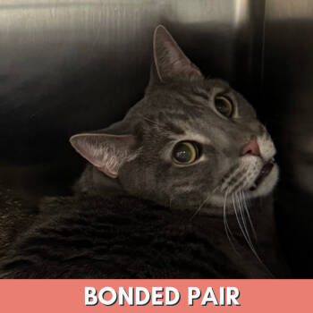 Rescue Domestic Short Hair Cats for Adoption in Lakewood, Colorado - Blue | PetCurious