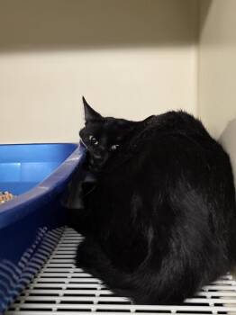 Rescue Domestic Short Hair Cats for Adoption in Holbrook, Arizona - Erie | PetCurious