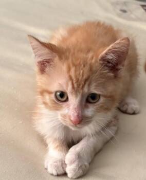 Ollie -  Domestic Short Hair Cat for Adoption in Kansas City, Missouri - Ollie | PetCurious
