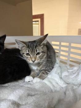 Rescue Domestic Short Hair Cats for Adoption in North Charleston, South Carolina - 87926a Bucatini | PetCurious