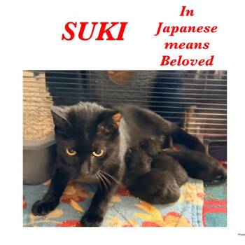 Suki -  Domestic Short Hair Cat for Adoption in Ashland, Kentucky - Suki | PetCurious