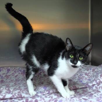 MiMi -  Domestic Short Hair Cat for Adoption in Michigan City, Indiana - MiMi | PetCurious