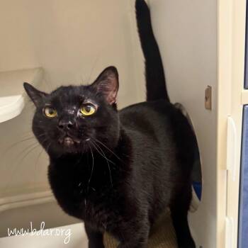 Violet -  Domestic Short Hair Cat for Adoption in Cheyenne, Wyoming - Violet | PetCurious