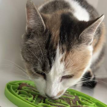 Gale -  Domestic Short Hair Cat for Adoption in Chicago, Illinois - Gale | PetCurious