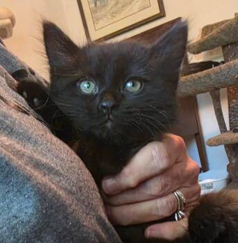 Depp -  Domestic Long Hair Cat for Adoption in Concord, North Carolina - Depp | PetCurious