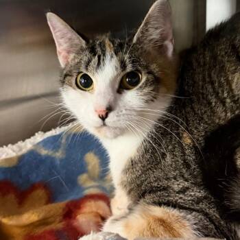 Domestic Short Hair Cats Available for Adoption in Cumming, Georgia - Honey | PetCurious