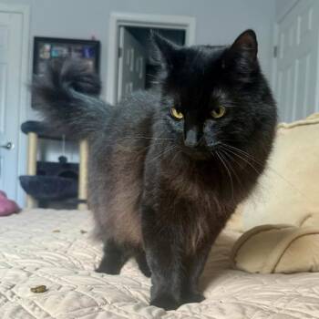 Domestic Long Hair Cats Available for Adoption - Nova | PetCurious