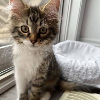 Weston - Cuddle Expert -  Domestic Medium Hair Cat for Adoption in Hamilton, Ontario - Weston - Cuddle Expert | PetCurious