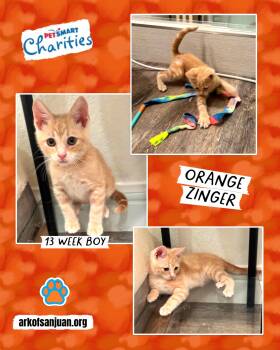 Smokey -  Domestic Short Hair Cat for Adoption in San Juan Capistrano, California - Smokey | PetCurious