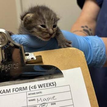Maple -  Domestic Short Hair Cat for Adoption in Tempe, Arizona - Maple | PetCurious
