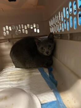Domestic Short Hair Cats Available for Adoption in Ocala, Florida - A380342 | PetCurious