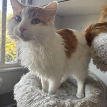 Marvin -  Domestic Long Hair Cat Available for Adoption in Cottonwood Heights, Utah - Marvin | PetCurious