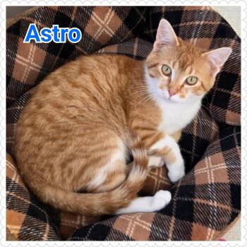 Domestic Short Hair Cats Available for Adoption in North Saint Paul, Minnesota - Astro | PetCurious