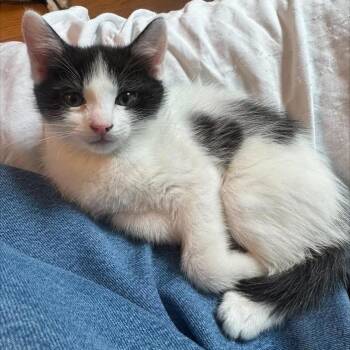 Lightening Strike -  Domestic Short Hair Cat for Adoption in Madison, Wisconsin - Lightening Strike | PetCurious