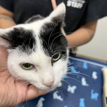 Mavis -  Domestic Short Hair Cat for Adoption in Galveston, Texas - Mavis | PetCurious