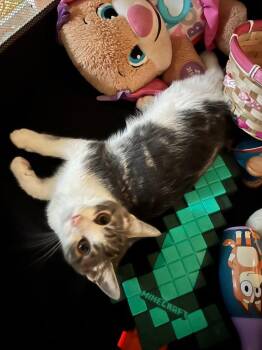 Josse -  Domestic Short Hair Cat for Adoption in Johnson City, Tennessee - Josse | PetCurious