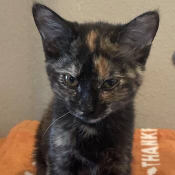 Arrow -  Tortoiseshell Cat for Adoption in Bentonville, Arkansas - Arrow | PetCurious