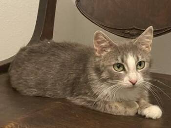 Mama Cass -  Domestic Short Hair Cat for Adoption in Oakville, Washington - Mama Cass | PetCurious