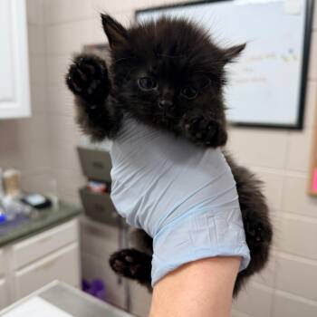 Domestic Medium Hair Cats Available for Adoption - Aspen | PetCurious