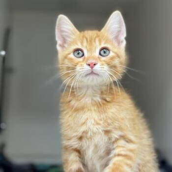 Domestic Short Hair Cats Available for Adoption in Champaign, Illinois - Cairo | PetCurious