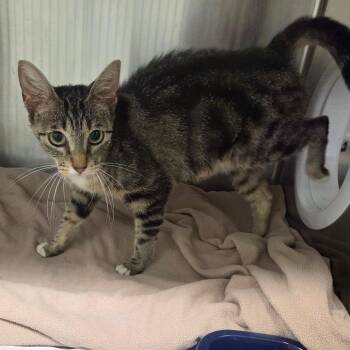 Goldfish -  Domestic Short Hair Cat for Adoption in Chattanooga, Tennessee - Goldfish | PetCurious