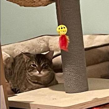 Domestic Short Hair Cats Available for Adoption in Providence, Rhode Island - Rick Devens | PetCurious