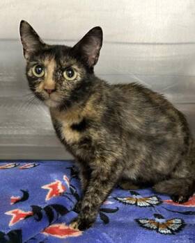Rescue Tortoiseshell Cats for Adoption in Watkinsville, Georgia - Snickers @ PetSmart In Athens, GA | PetCurious