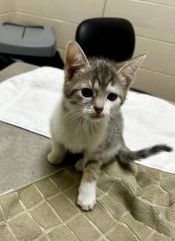 Bumble -  Domestic Short Hair Cat for Adoption in Westland, Michigan - Bumble | PetCurious