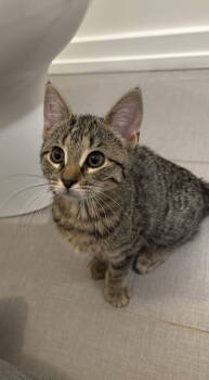 Rescue Domestic Short Hair Cats for Adoption in Broomall, Pennsylvania - Posy | PetCurious