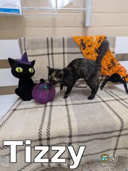 Tizzy -  Domestic Short Hair Cat for Adoption in Rocky Mount, North Carolina - Tizzy | PetCurious