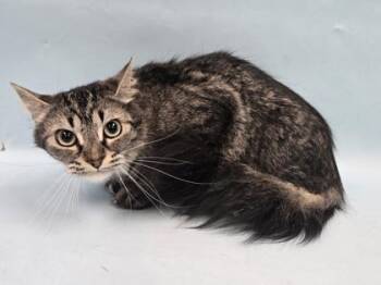 Eski -  Domestic Medium Hair and Domestic Short Hair Cat for Adoption in Minneapolis, Minnesota - Eski | PetCurious