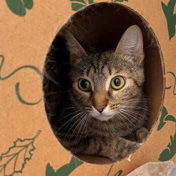 MOOSHROOM -  Domestic Short Hair Cat for Adoption in Indianapolis, Indiana - MOOSHROOM | PetCurious