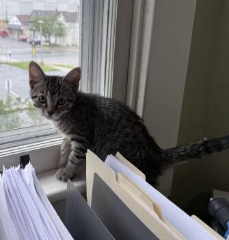 The Atom -  Domestic Short Hair Cat Available for Adoption in Berkeley Springs, West Virginia - The Atom | PetCurious
