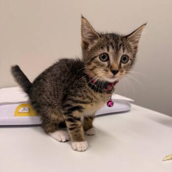 Ringo -  Domestic Short Hair Cat for Adoption in Chattanooga, Tennessee - Ringo | PetCurious