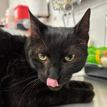 TanTan -  Domestic Short Hair Cat for Adoption in Manhattan, Kansas - TanTan | PetCurious