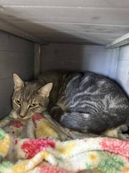 Boots - CCC -  Tabby and Domestic Short Hair Cat for Adoption in San Luis Obispo, California - Boots - CCC | PetCurious