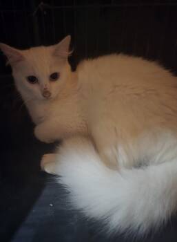 Rescue Domestic Long Hair Cats for Adoption in Elizabeth, Pennsylvania - Snowbella | PetCurious