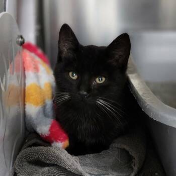 Rescue Domestic Short Hair Cats for Adoption in Walker, Michigan - Edgar Allan Poe | PetCurious