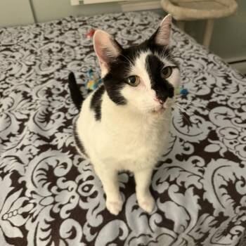 Bram -  Domestic Short Hair Cat for Adoption in Reisterstown, Maryland - Bram | PetCurious
