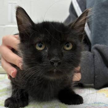 Nightmare -  Domestic Short Hair Cat for Adoption in Corpus Christi, Texas - Nightmare | PetCurious