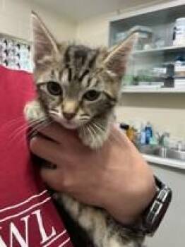 Carder -  Domestic Short Hair Cat for Adoption in Manitowoc, Wisconsin - Carder | PetCurious