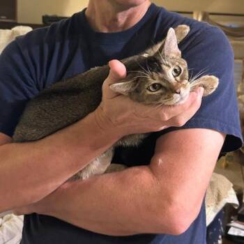 Abyssinian and Domestic Short Hair Cats Available for Adoption - Ariel | PetCurious